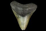 Fossil Megalodon Tooth - North Carolina #131613-1